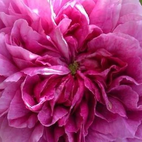 Online rózsa vásárlás - Rózsaszín - történelmi - gallica rózsa - diszkrét illatú rózsa - Rosa Président de Sèze - Mme. Hébert - Rendkívül egészséges, tömvetelt virágú, édes illatú fajta. Sötét rózsaszín belső szirmait, ezüstös-fehér szirmok keretezik.